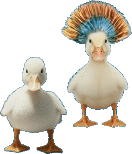 2 ducks