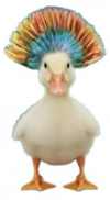1 duck